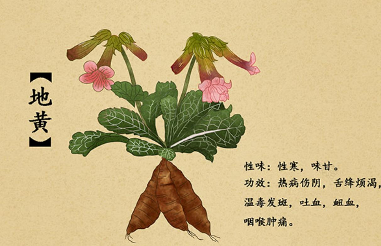 太好了！是地黄！我们的口腔溃疡有救了！