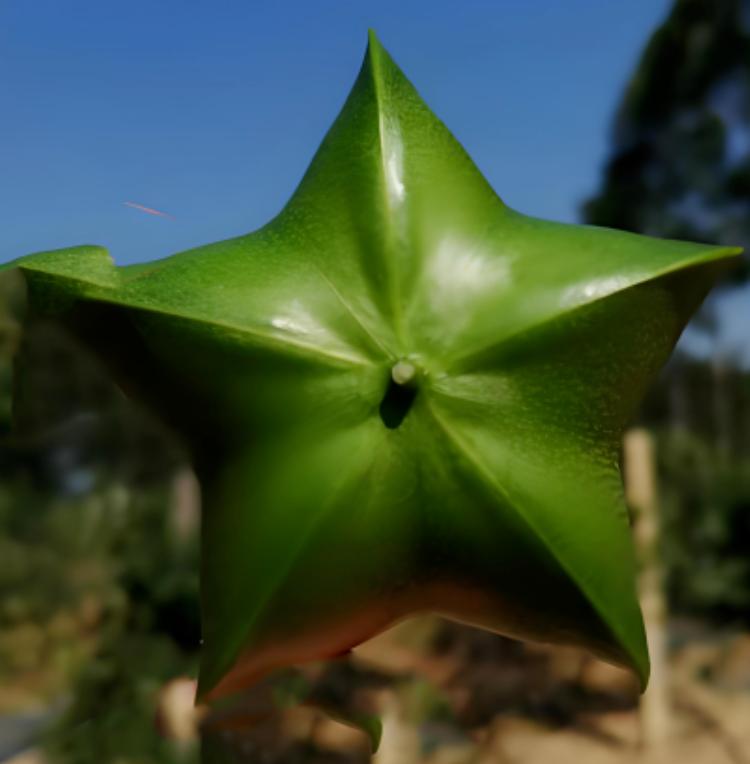 重磅突破！凤凰制药集团解锁美藤果清蛋白新功能，引领功能食品新风向